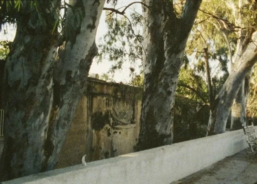 Indi-Visual+5_04_among+the+eucalyptuses_1.jpg