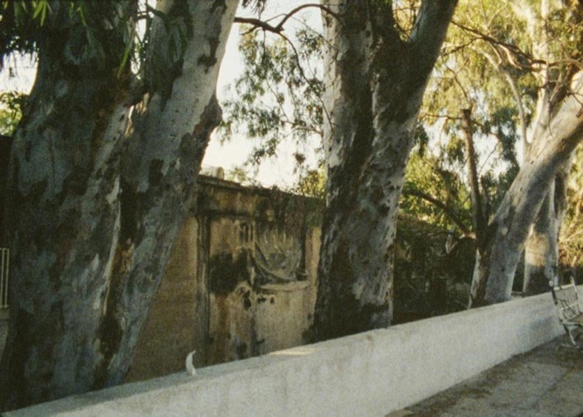 Indi-Visual 5_04_among the eucalyptuses_1.jpg