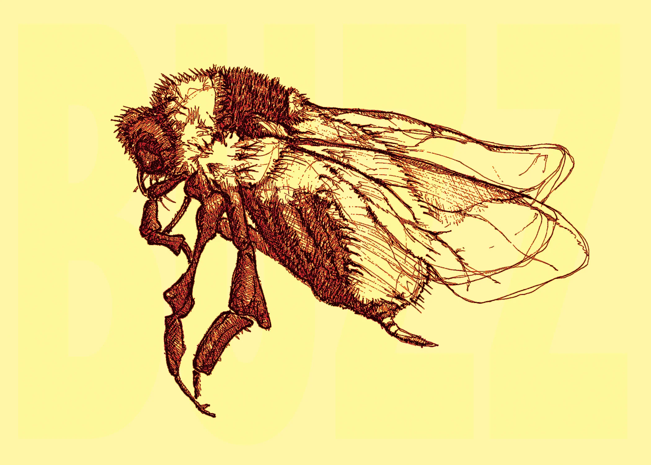 bee_buzz.jpg