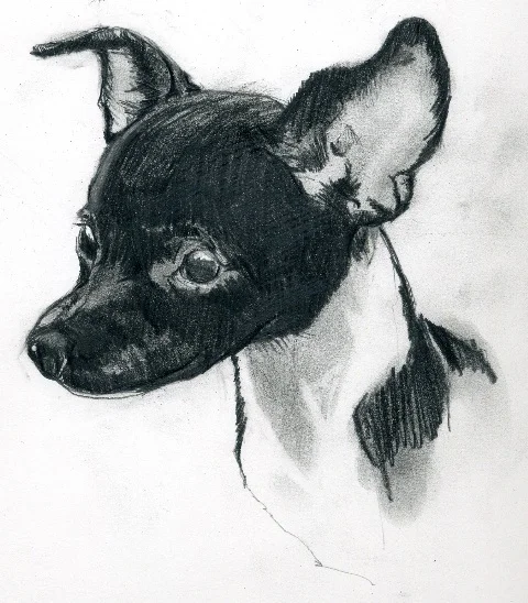 Chihuahua