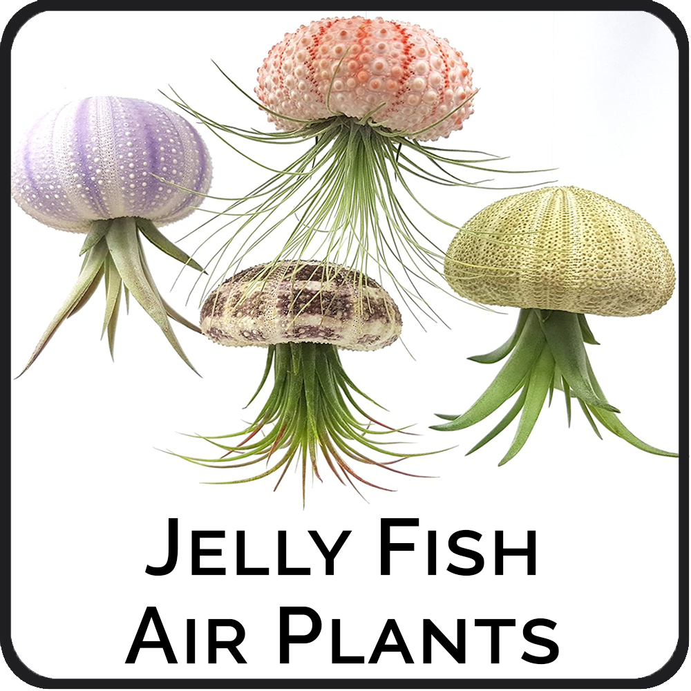 Jelly Fish Air Plants.png