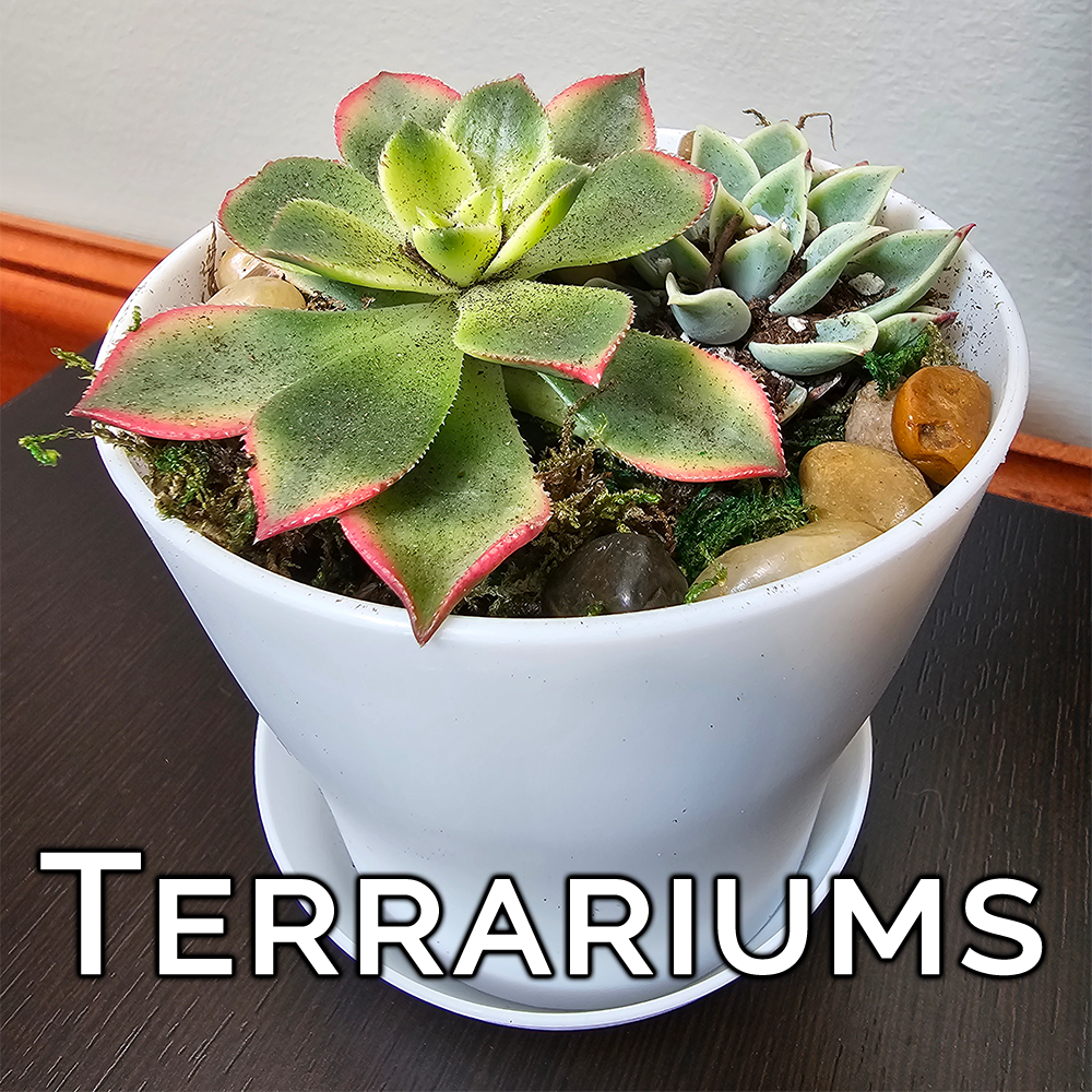 Terrariums.png