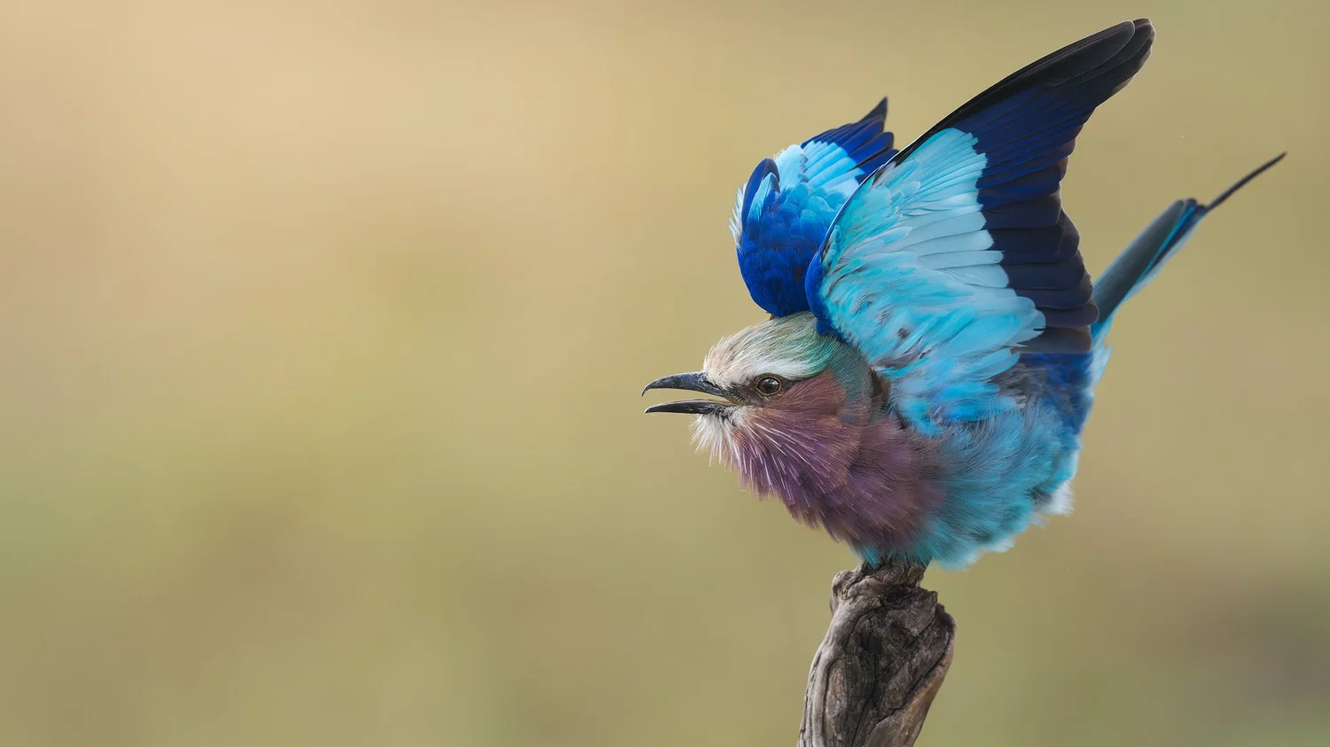Lilac-breasted roller spreading its wings, photographed by Mark Dumbleton
