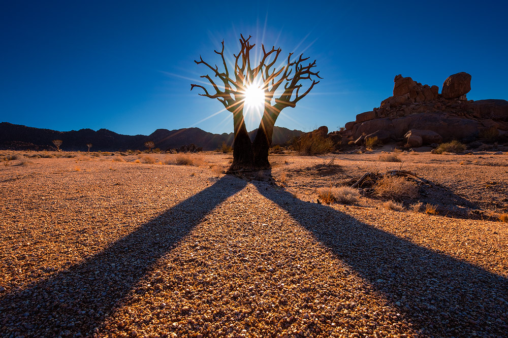 "Twin Kokerboom" - Richtersveld National Park, Northern Cape, South Africa A Twin Kokerboom creates symmetrical shadows on the arid land of the Richtersveld National Park in the Northern Cape region of South Africa.