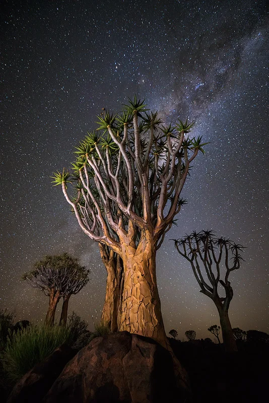 "Nocturnal Trio" - Quiver Tree Forest, Keetmanshoop, Namibia The milky way burns bright above a trio of Quiver Trees, standing tall reaching up to the starry night sky above.