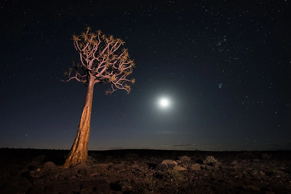 "On The Fringe Of Darkness" - Fish River Canyon, Hobas, Namibia The moon reaches the horizon to the west, setting and bringing complete darkness to the arid and desolate landscape of the Fish River Canyon. A lone Quiver Tree stands alone in this harsh environment.