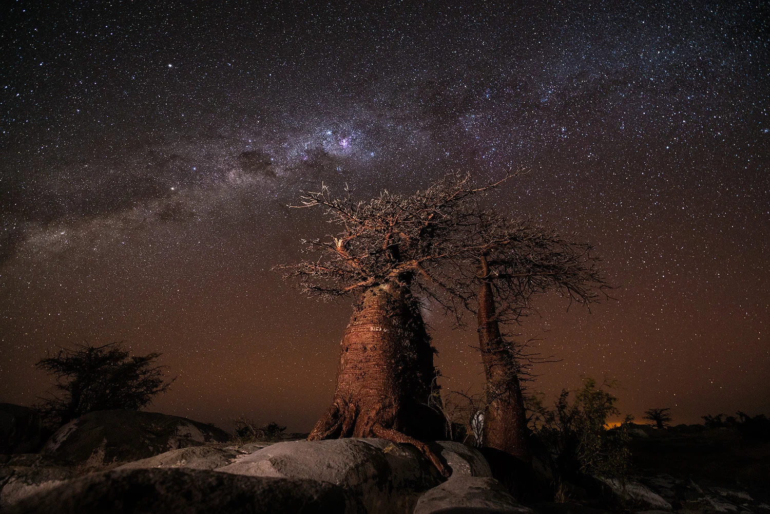 The Baobab Way