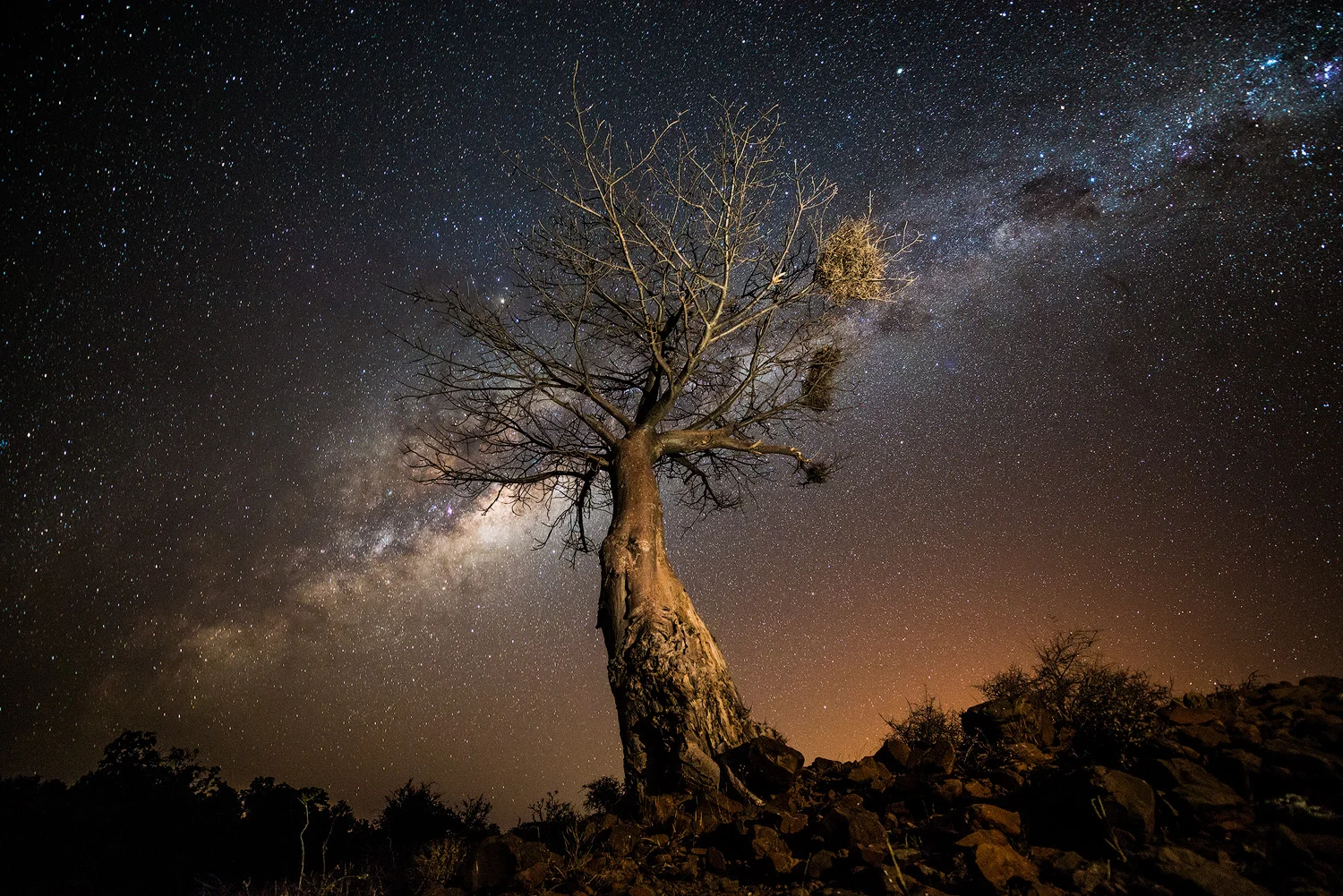Giant Baobab Under The African Sky