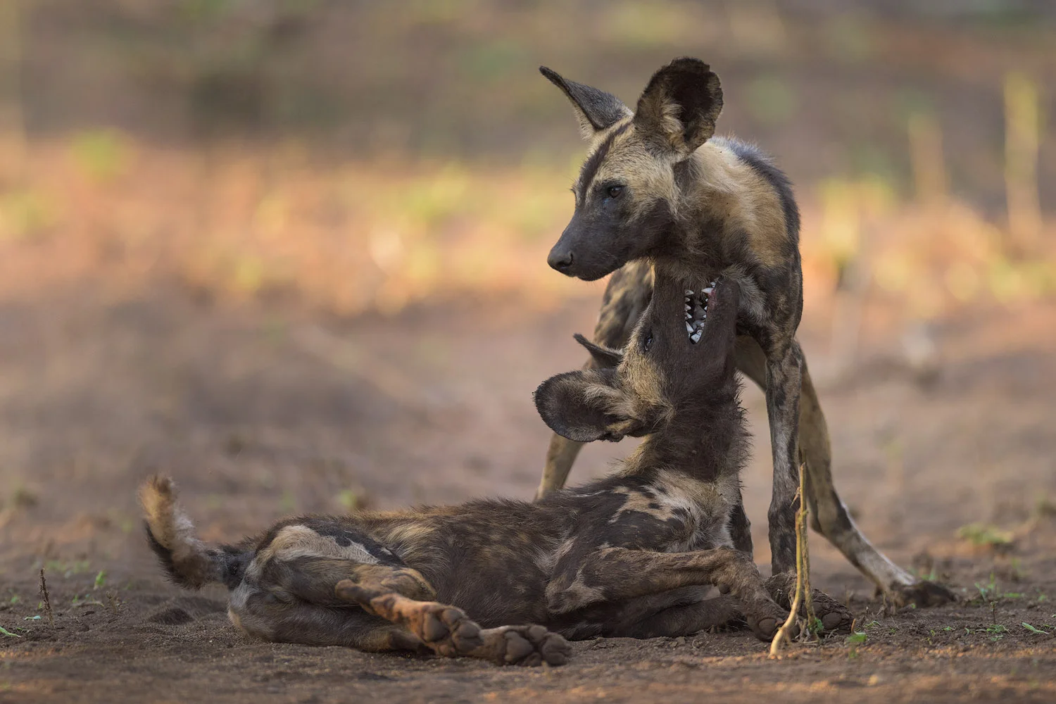 Zimanga - African Wild Dogs