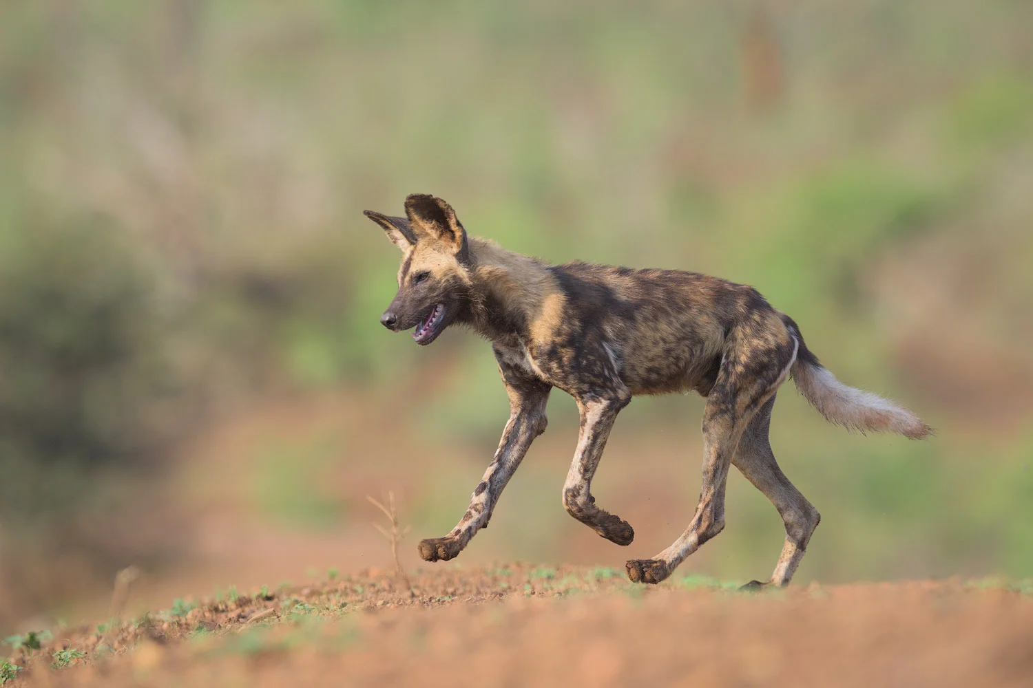Zimanga - African Wild Dogs