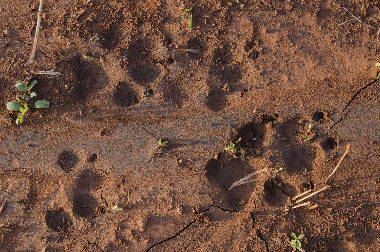 Zimanga - African Wild Dogs