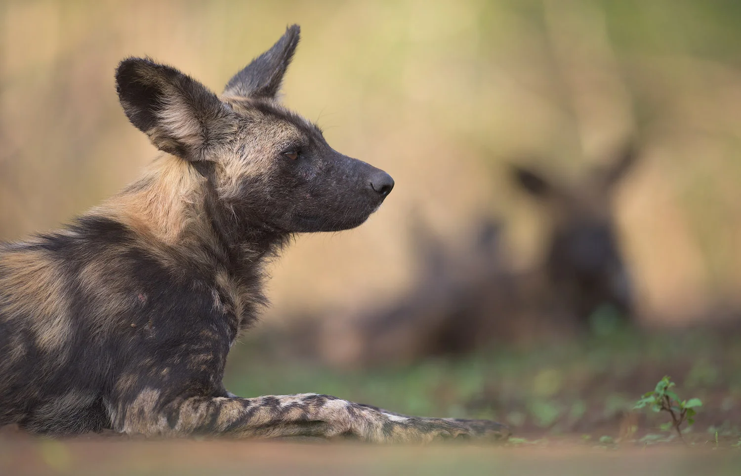 Zimanga - African Wild Dogs