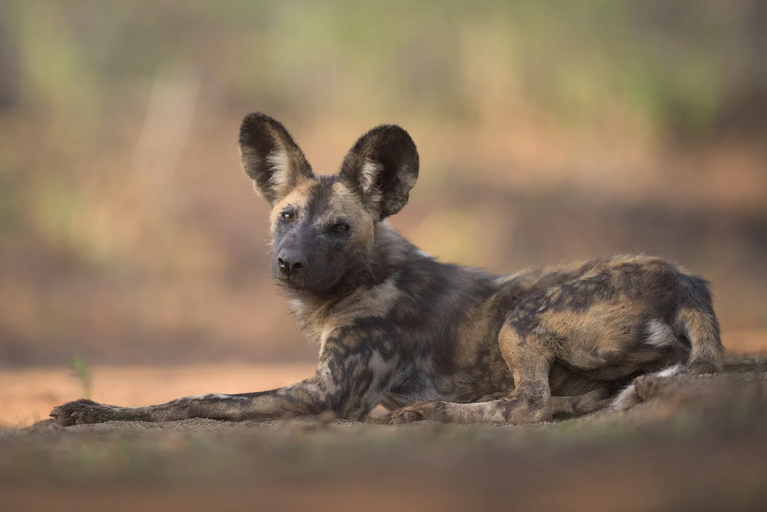 Zimanga - African Wild Dogs
