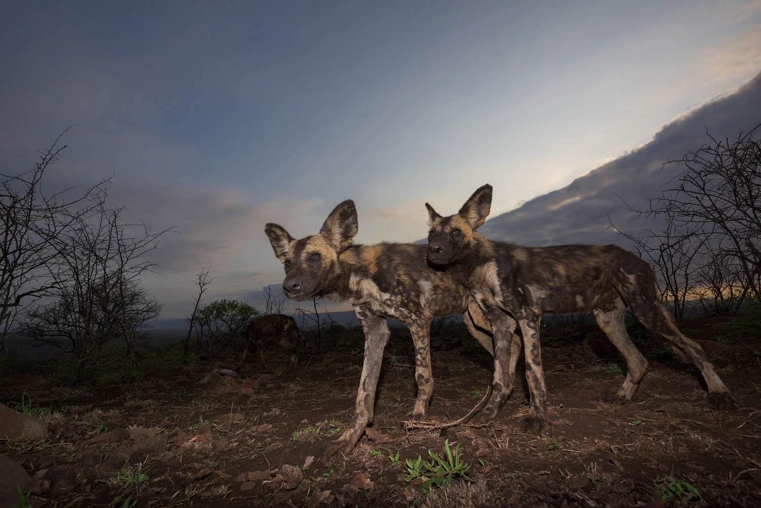 Zimanga - African Wild Dogs