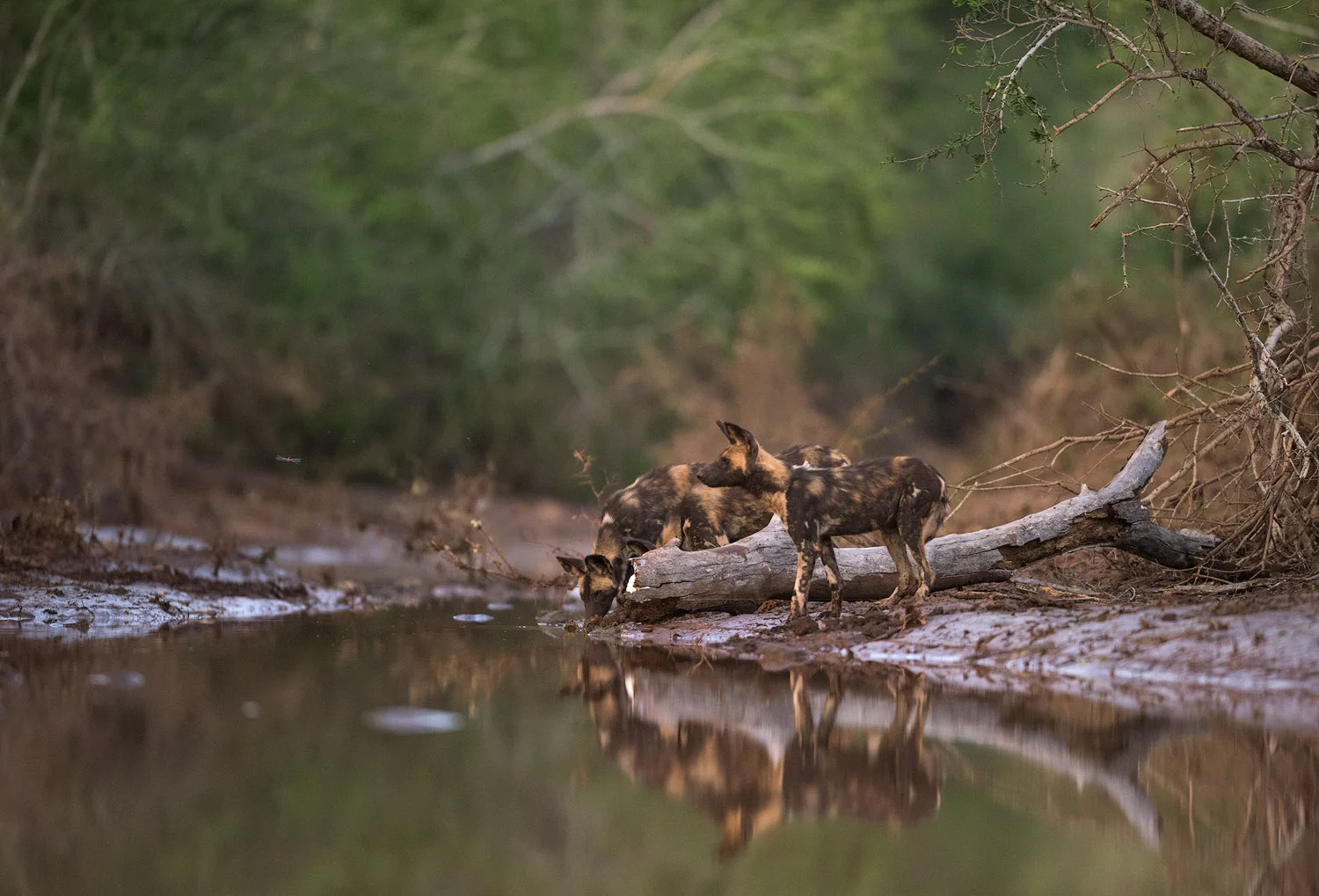 Zimanga - African Wild Dogs