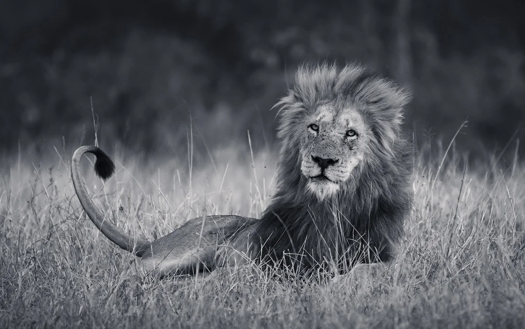 Kruger National Park Lion Wildlife Photography Mark Dumbleton
