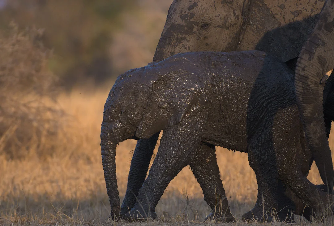 Kruger National Park Elephant Wildlife Photography Mark Dumbleton