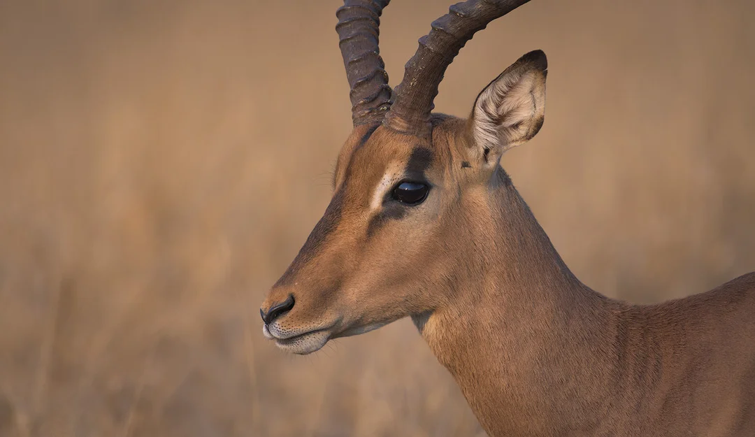 Kruger National Park Impala Wildlife Photography Mark Dumbleton