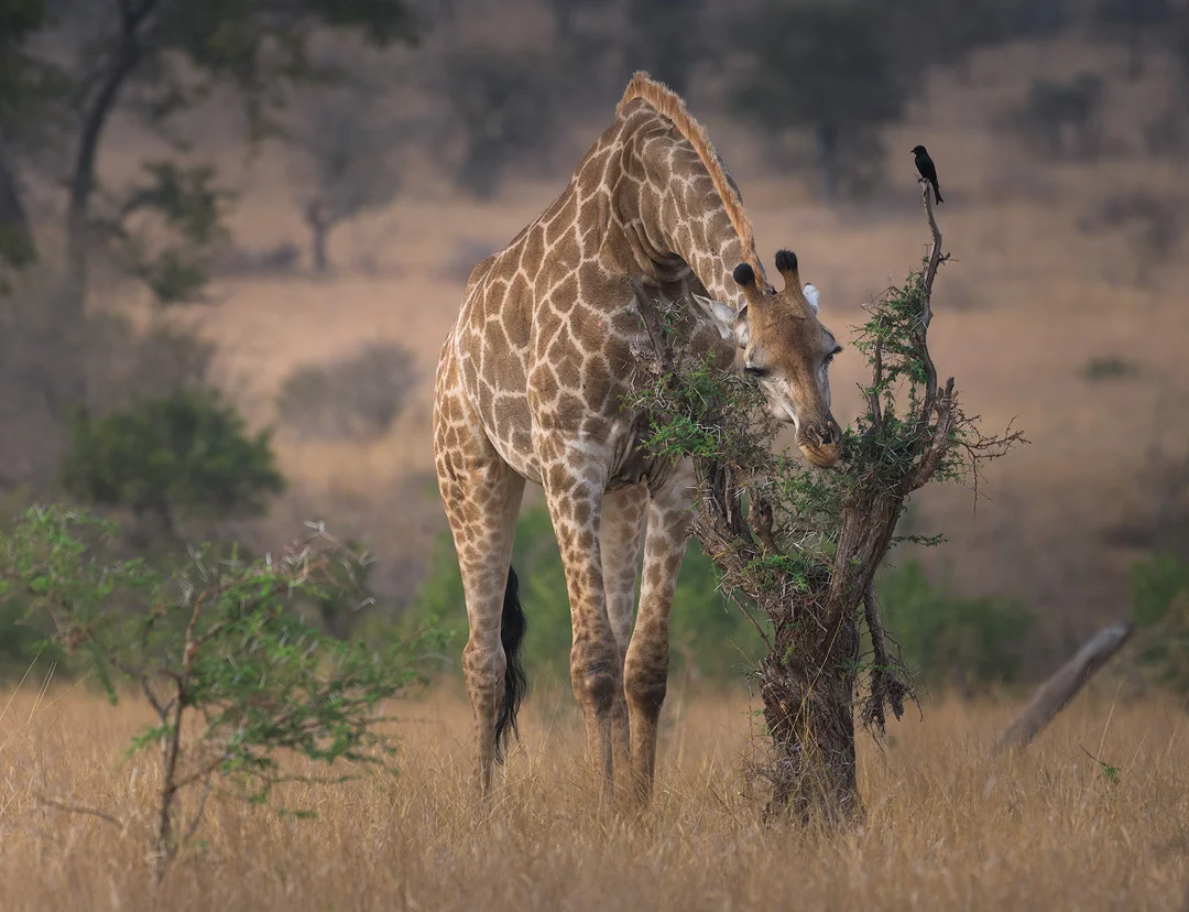 Kruger National Park Giraffe Wildlife Photography Mark Dumbleton