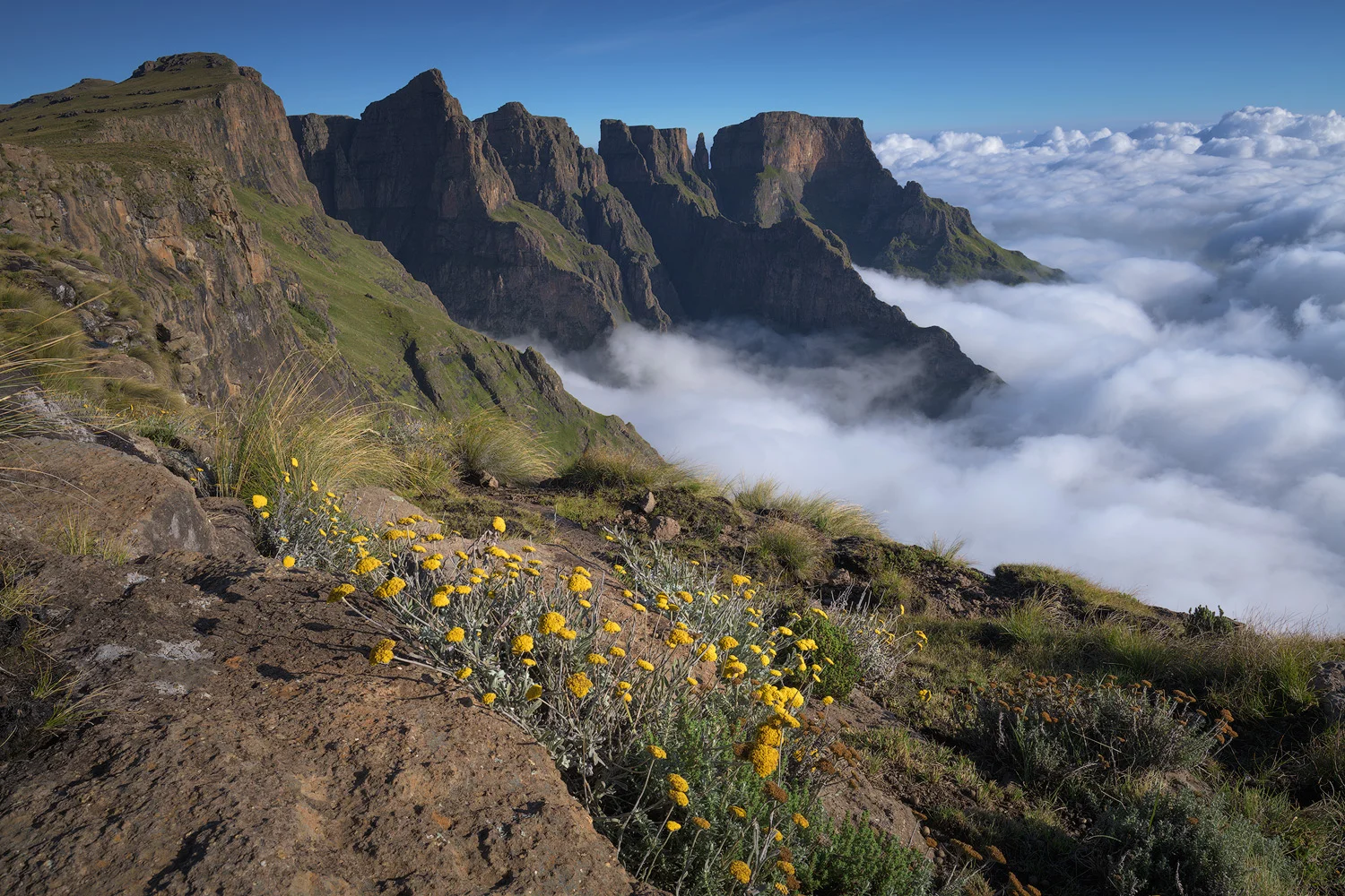 Nikon D850 / Nikon 16-35 f4 lens @ 23mm / ISO 64 - f/11 - 1/60 sec. I am not much of a flower person, so I am not sure what these flowers are called in the foreground, but they make a great foreground to this wider composition of the peaks and inversion below.