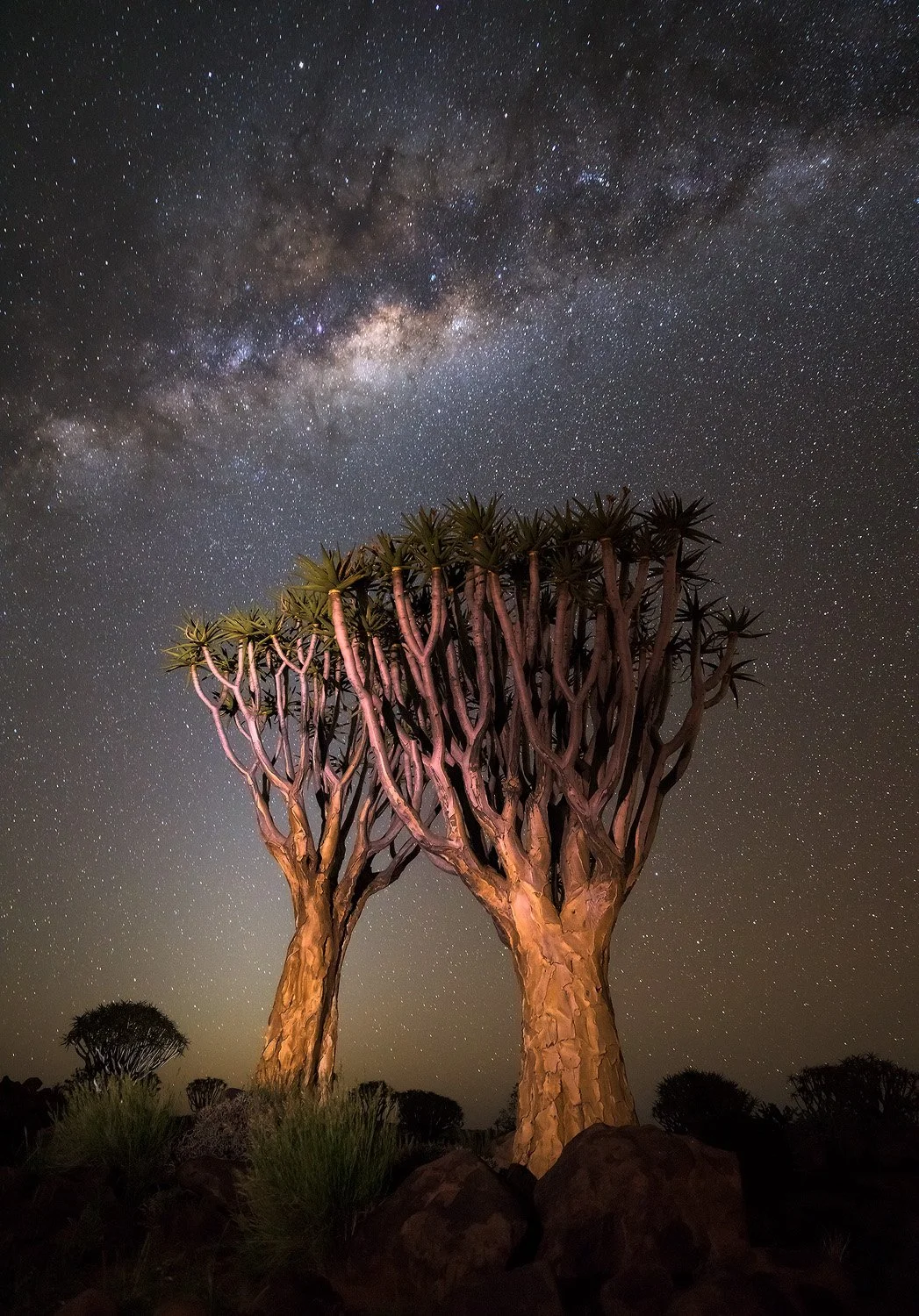 A Couple Of Trees (Copy)
