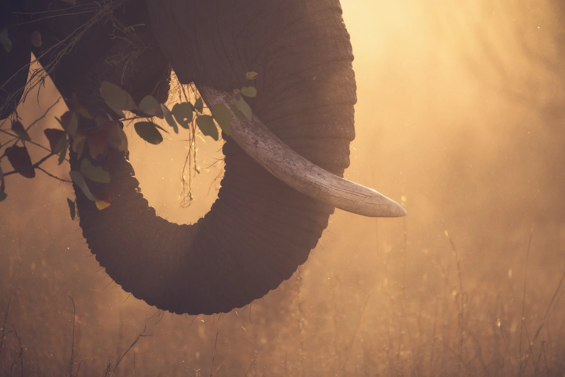 African Dream (Copy)