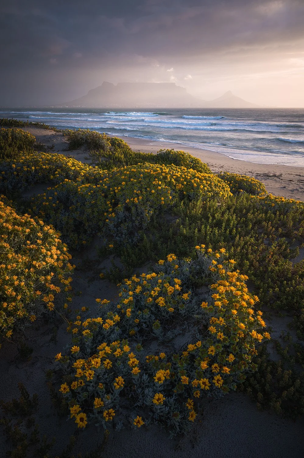 Flowers On the Dunes (Copy)