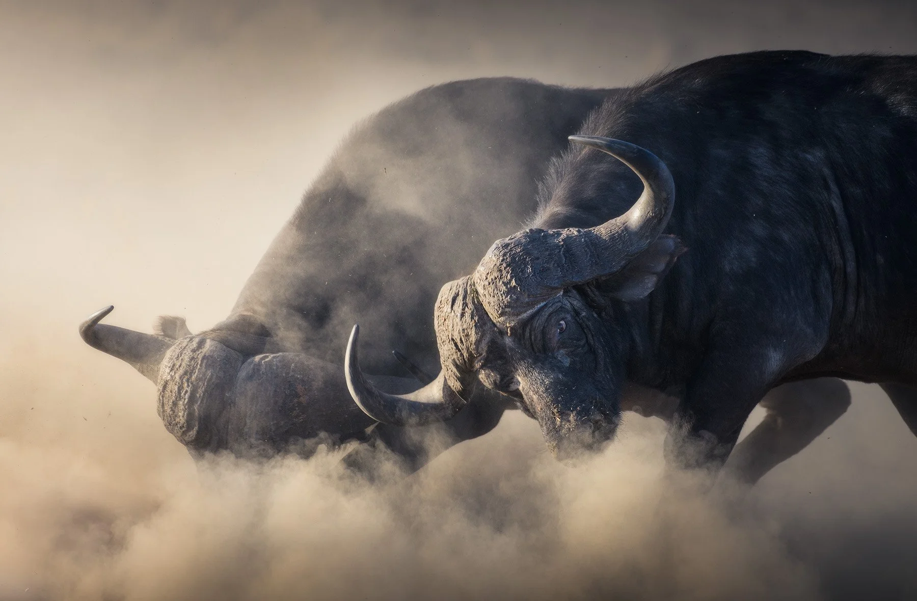 Marauding Buffalo (Copy)