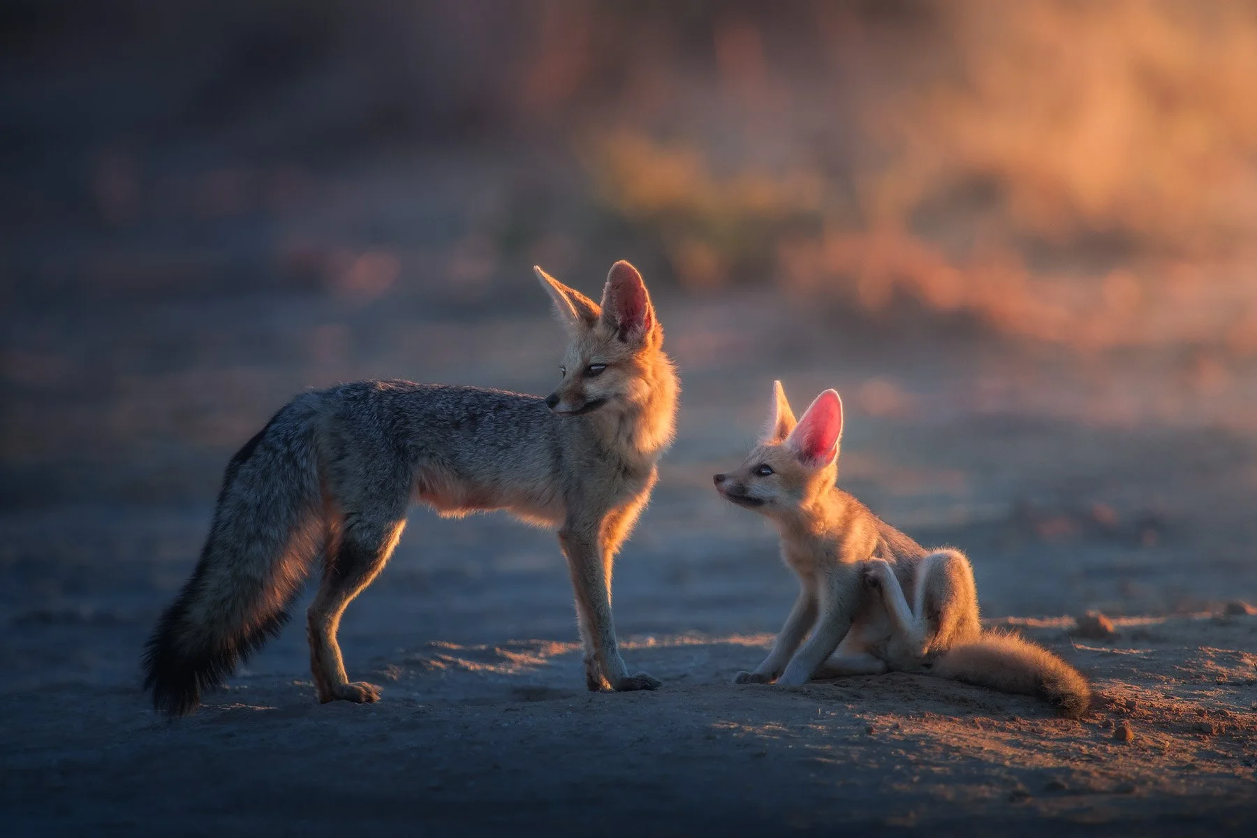 Mother And Cub (Copy)