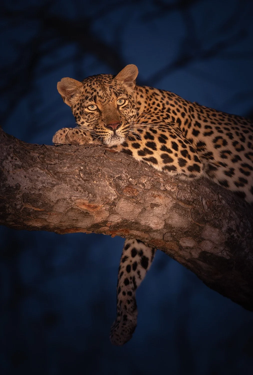 Resting Queen (Copy)