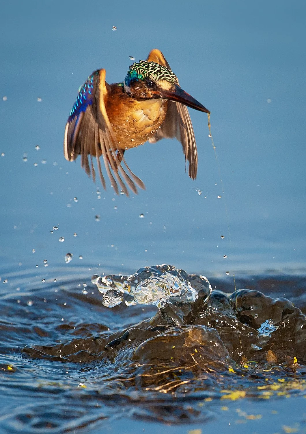 Rising Malachite Kingfisher (Copy)