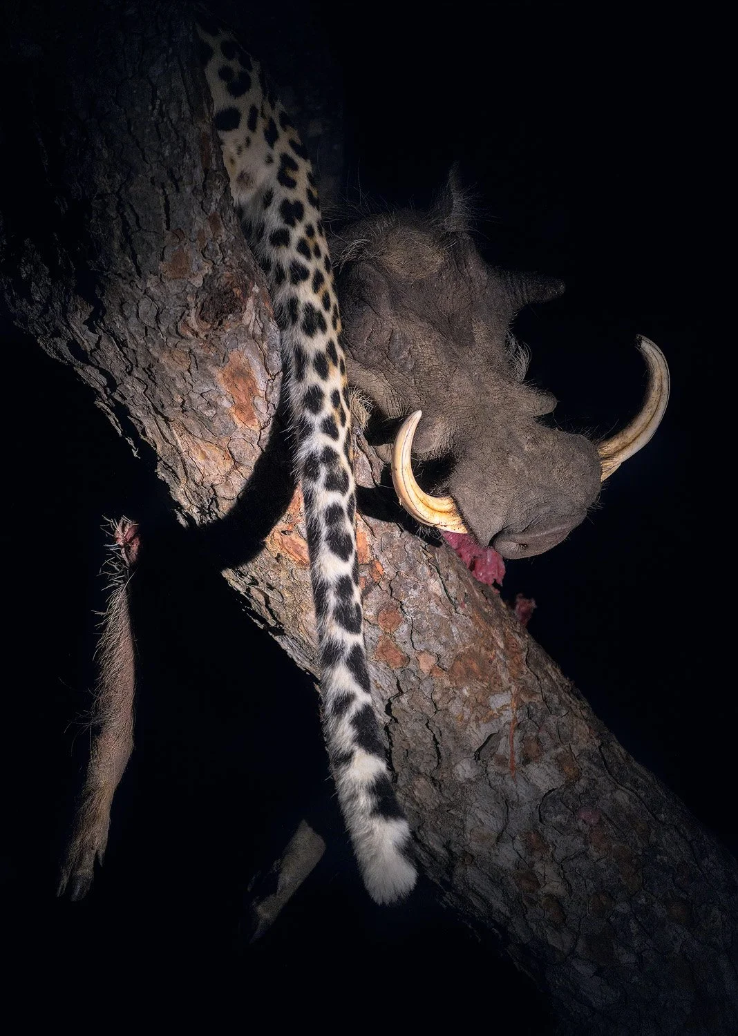 The Tail End Of Life (Copy)