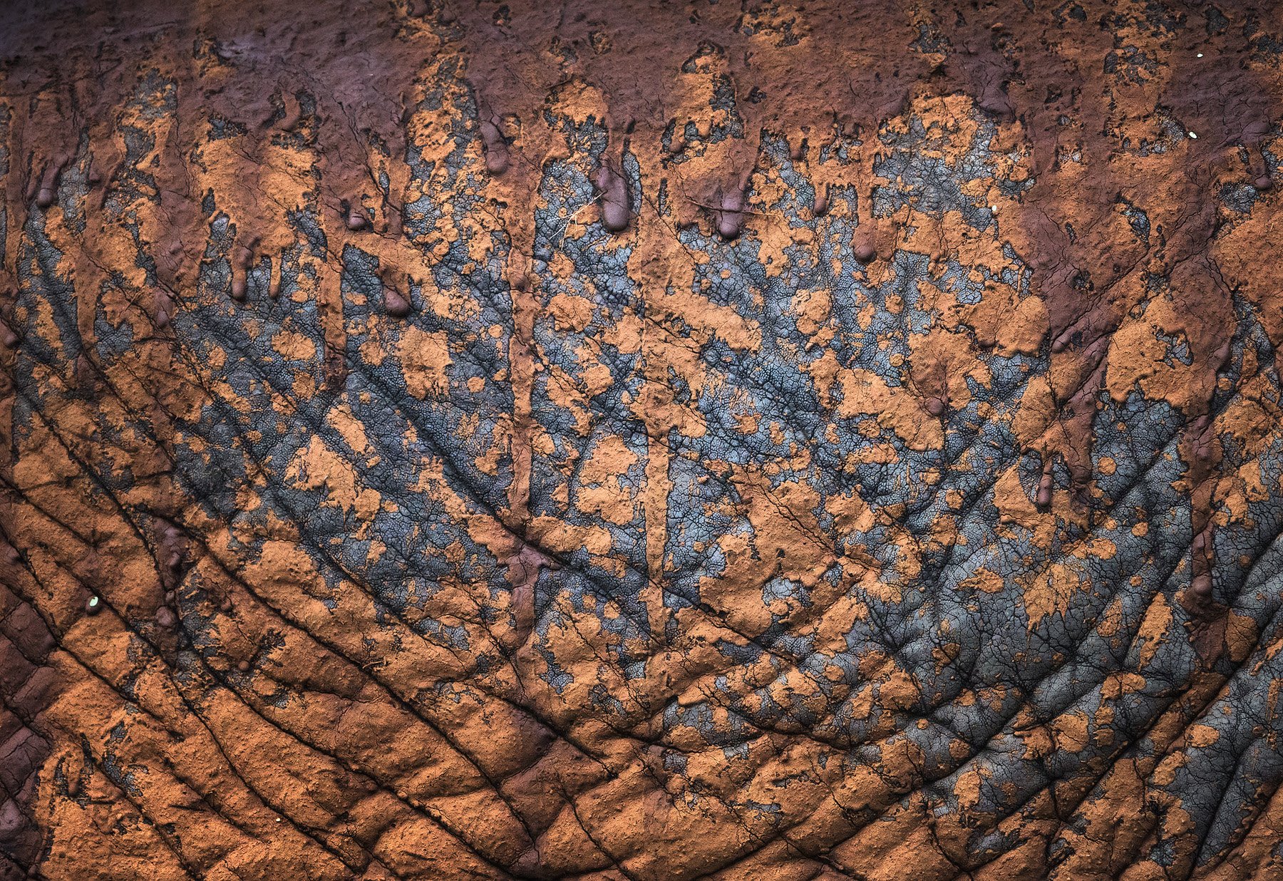 Elephant Hide (Copy)