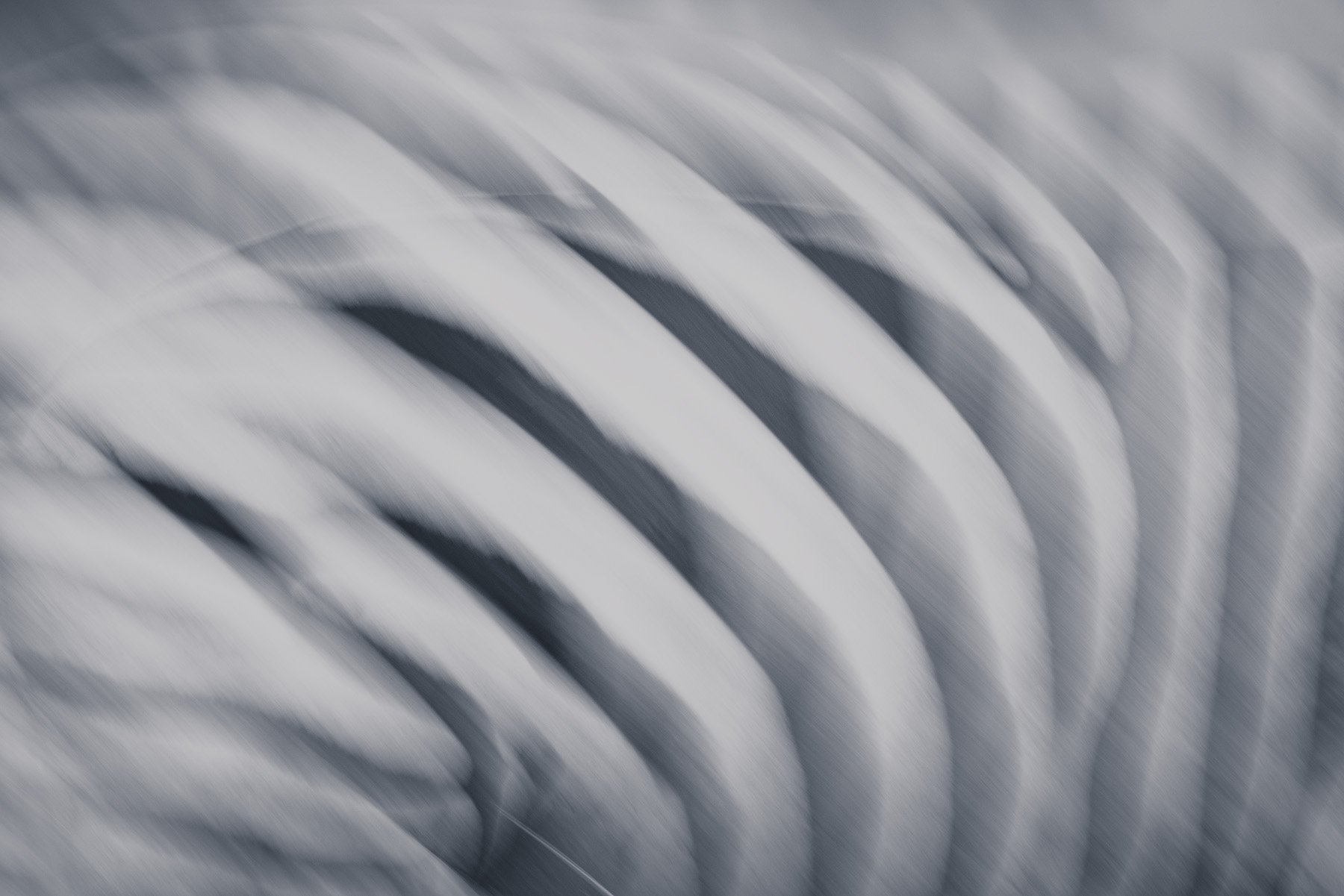 Ghostly Zebra (Copy)