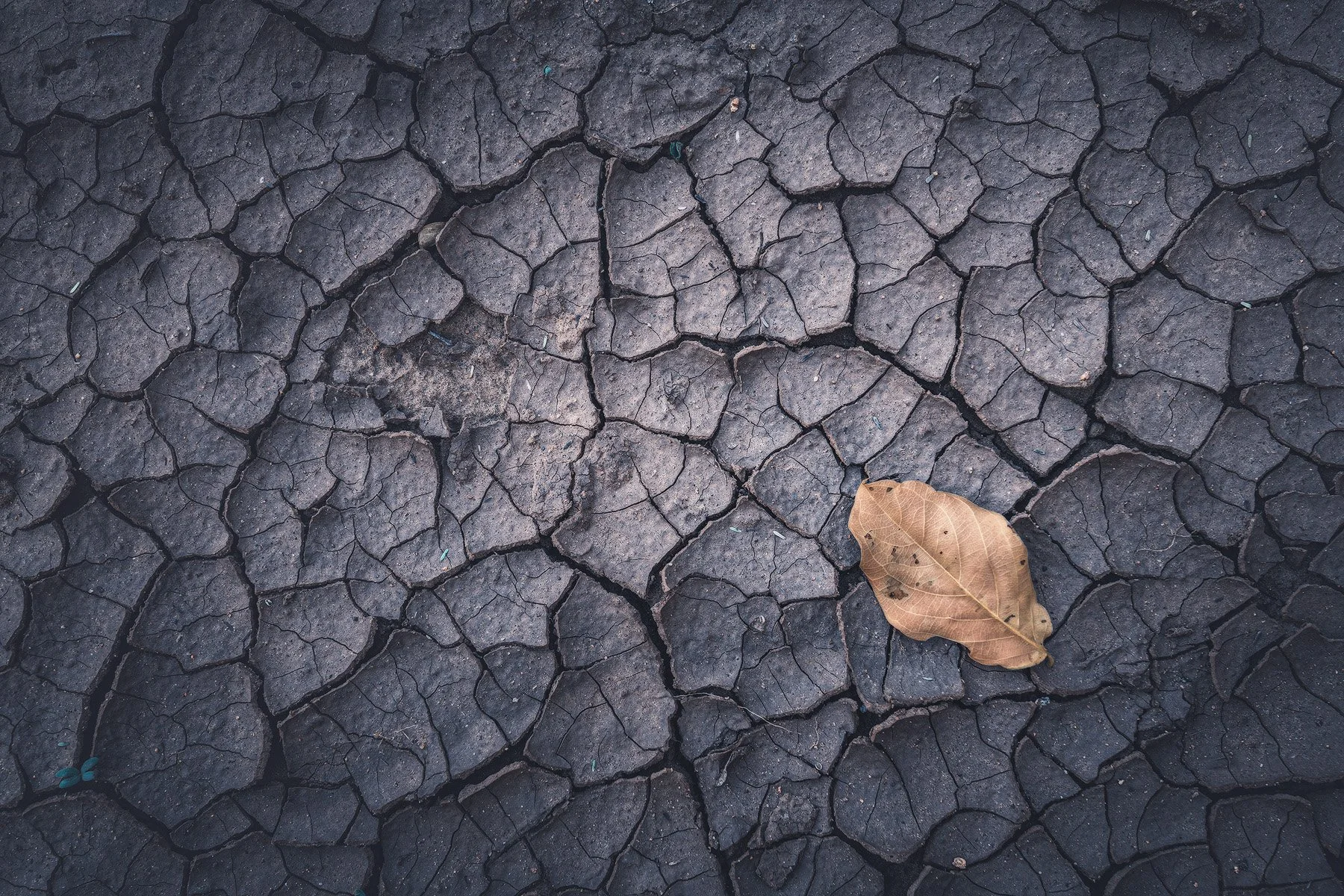 Fallen Leaves (Copy)