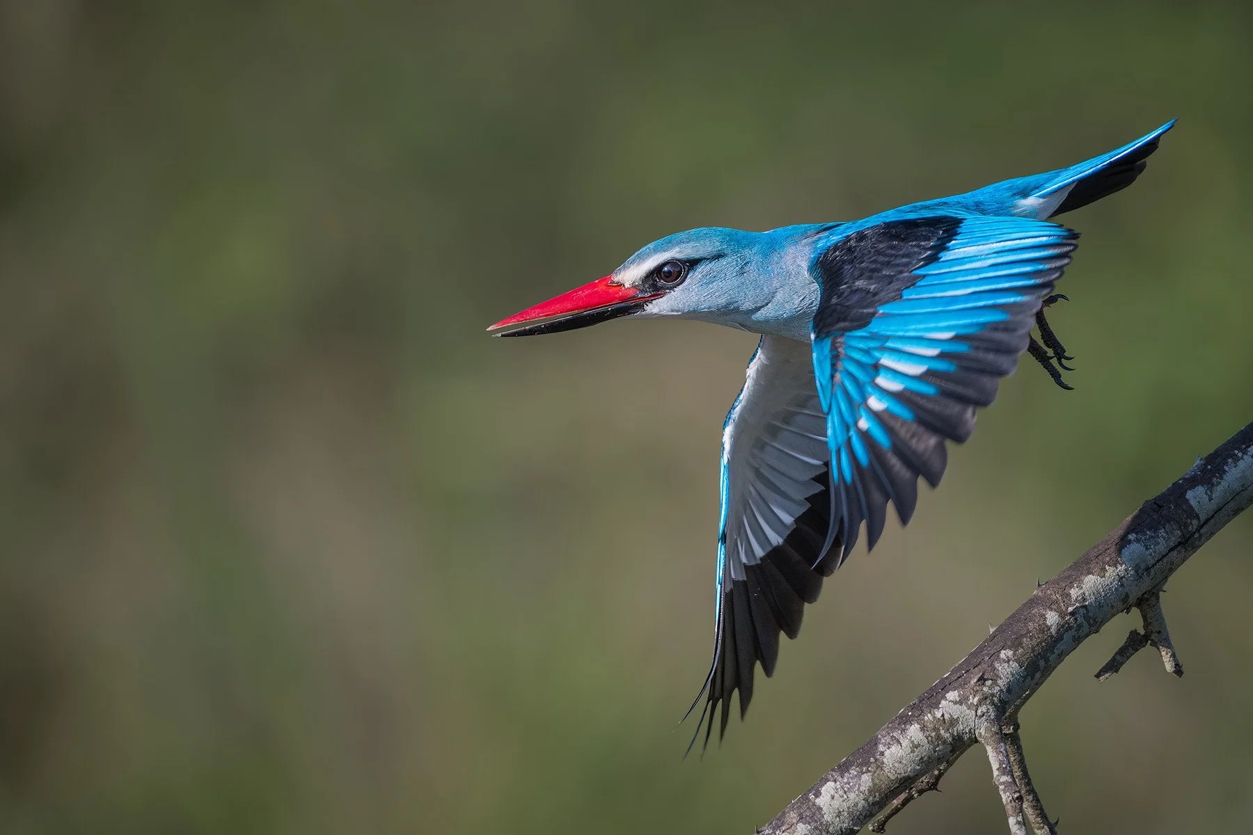 The Woodland Kingfisher (Copy)