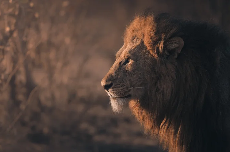 Lion with a dark mane at sunset