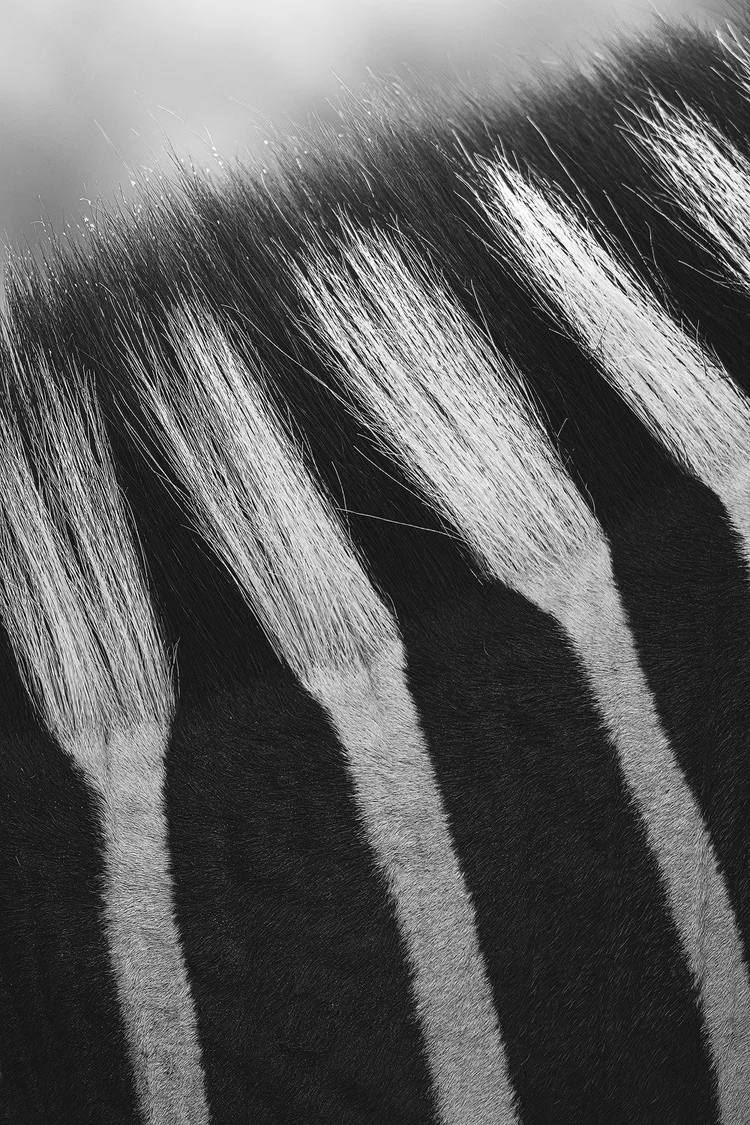 Close-up of zebra stripes