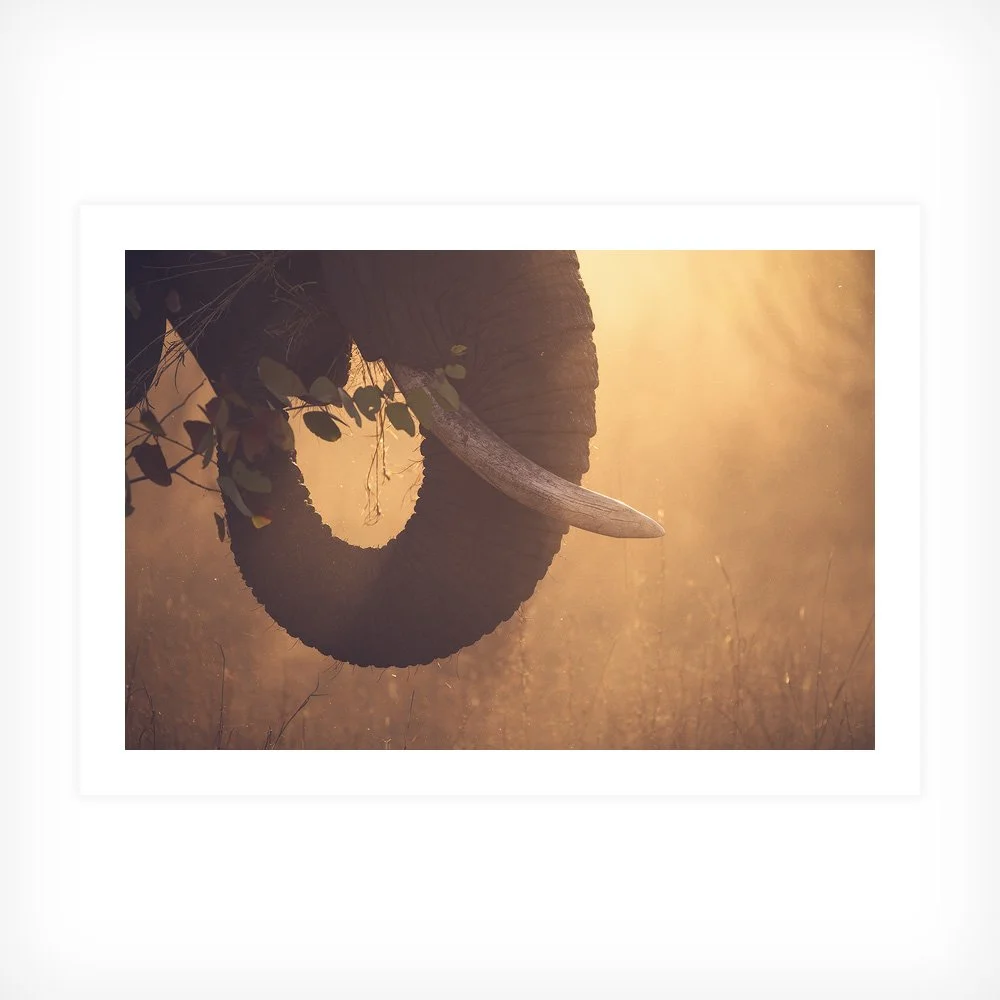 African Dream fine-art print
