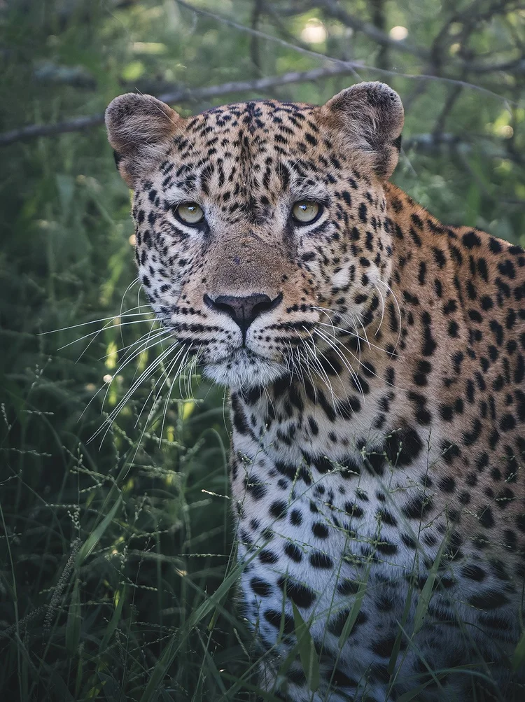 Big cat close-up surrounded by green foliage