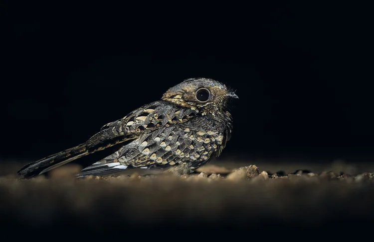 Camouflaged bird on the ground