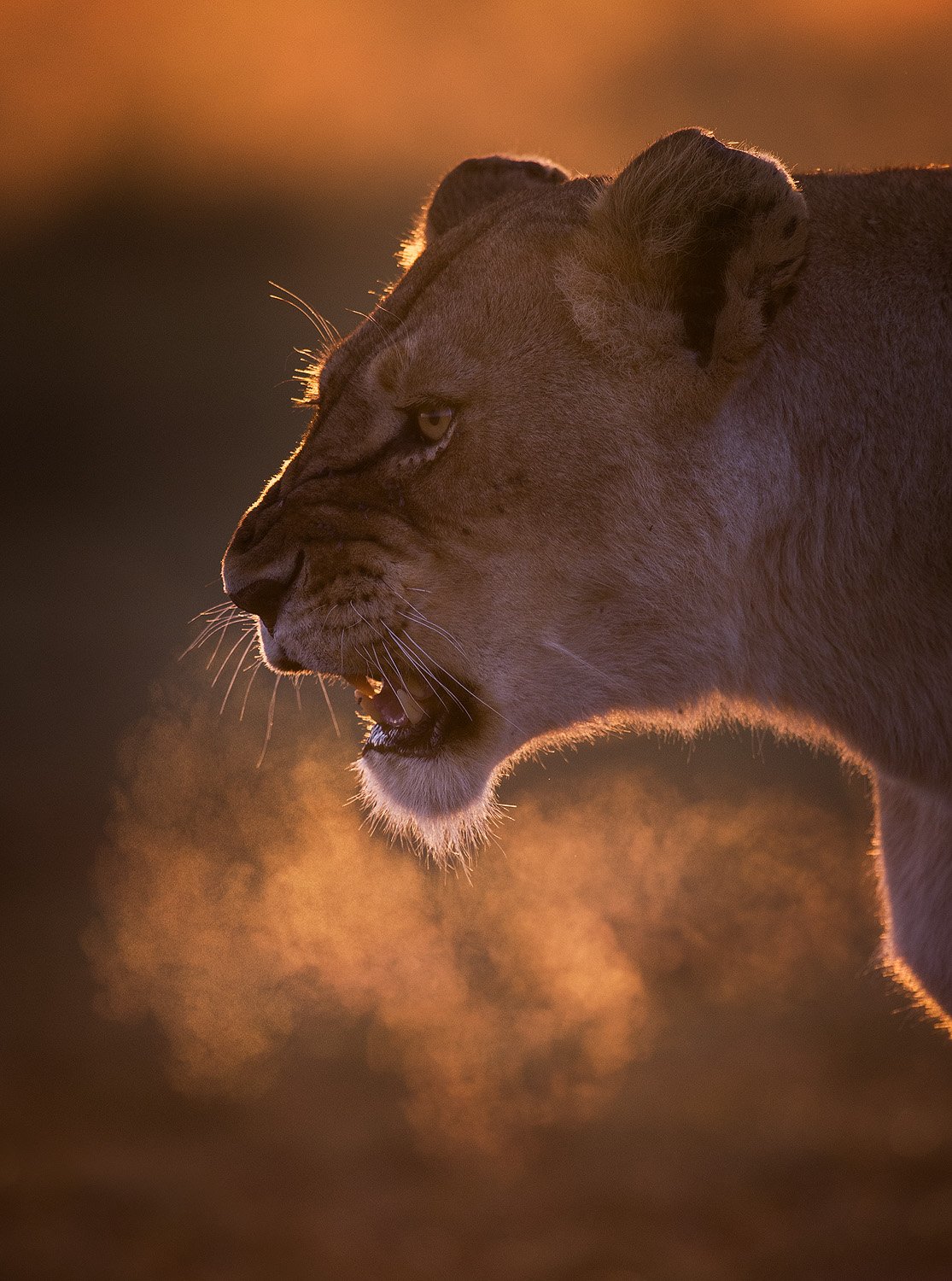 Wildlife photograph edited by Mark Dumbleton