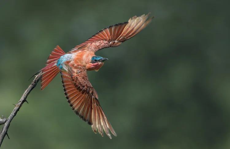 Colourful bird taking off from a branch