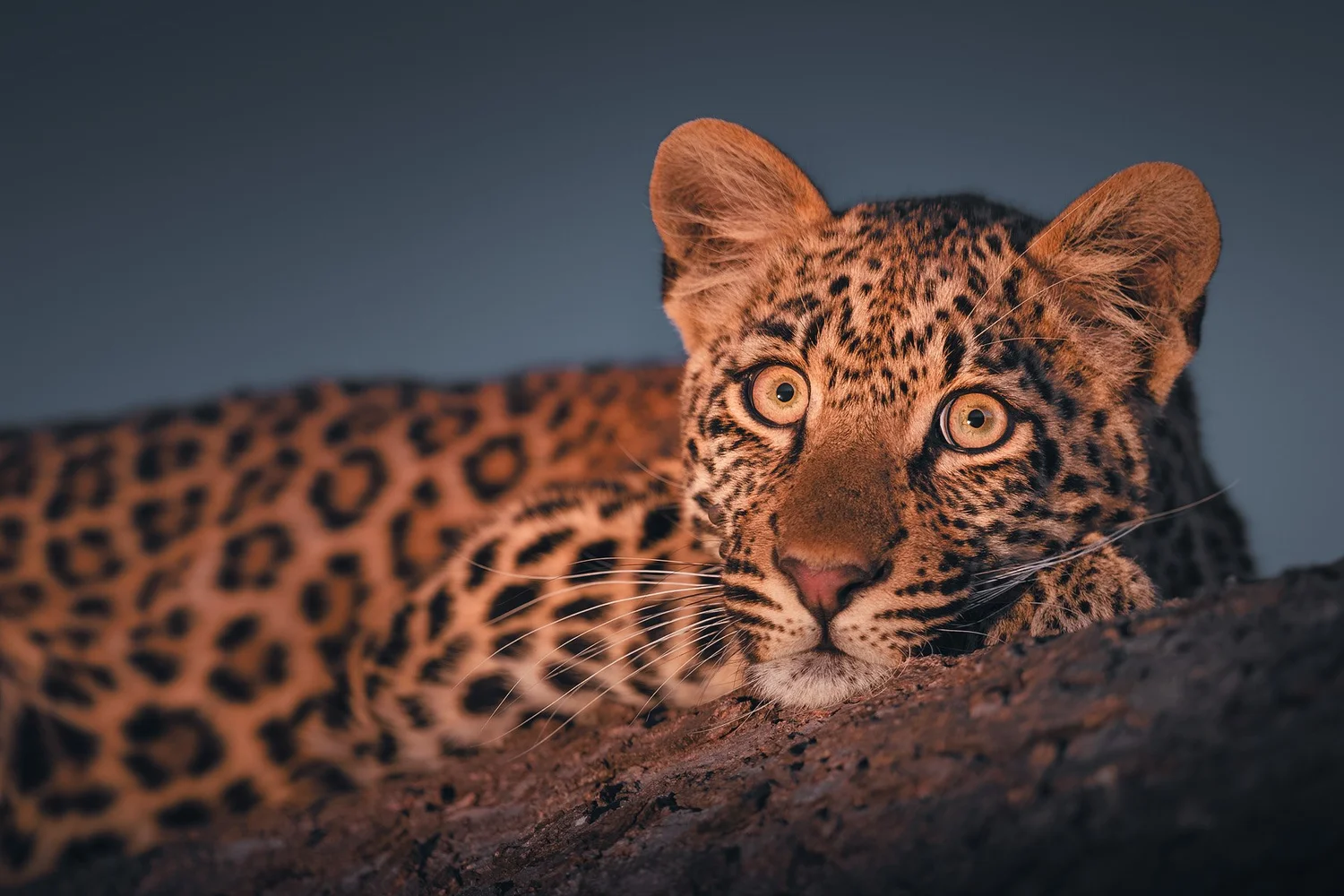 Young leopard resting