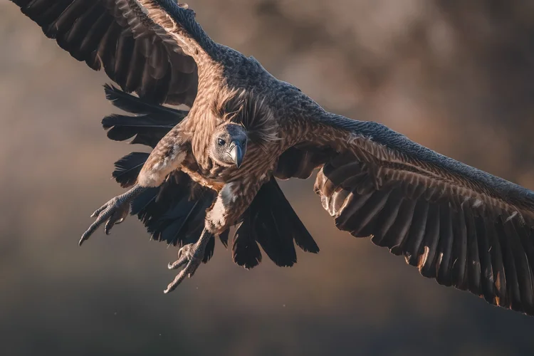Bird of prey in flight, wings spread