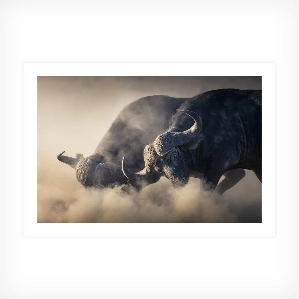 Marauding Buffalo fine-art print