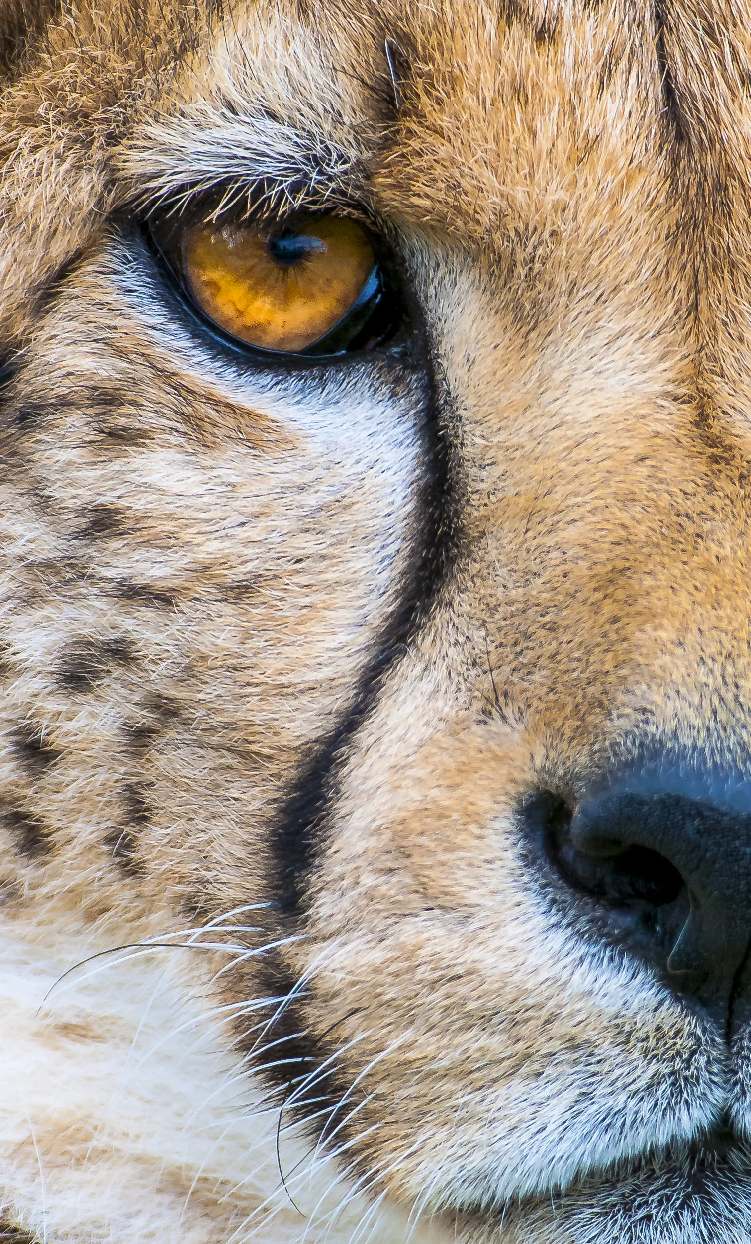 Gepard / Cheetah Toni's Zoo Rothenburg