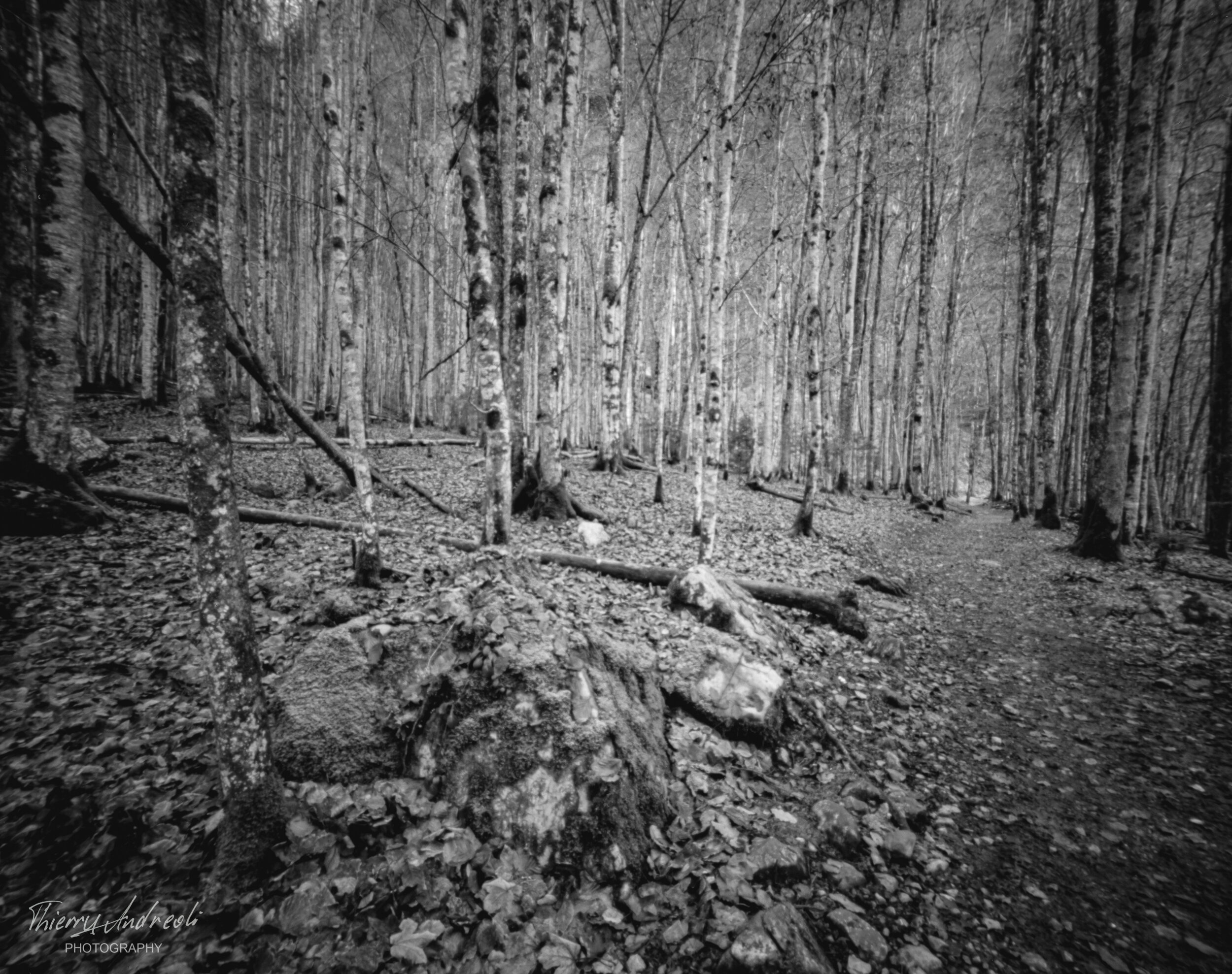 Weg im Birkenwald