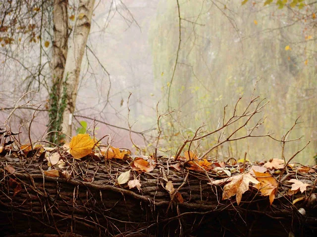 2015 Photo Contest Winners