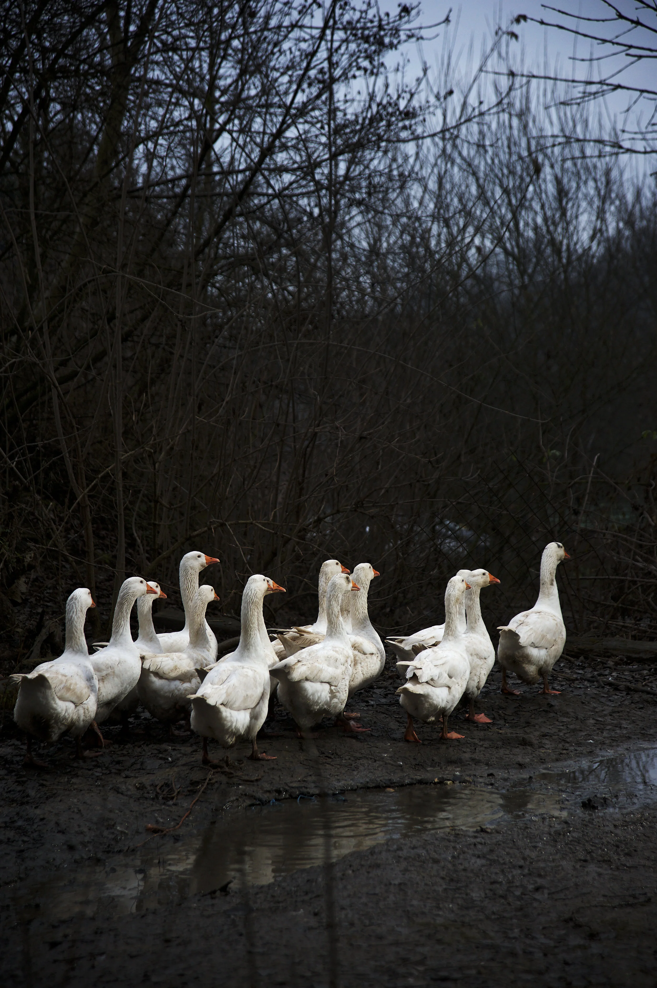 Gänsemarsch_DSC3594.jpg